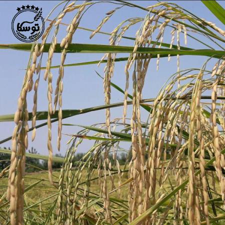 بررسی رابطه مستقیم نگهداری از برنج و کیفیت آن