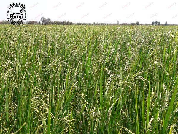 خرید برنج کشت دوم امراللهی به صورت اینترنتی
